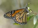 Danaeus plexippus (Monarch).jpg